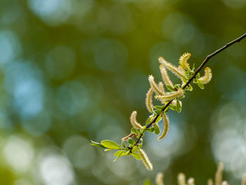 Close-up of plant