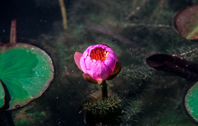 Close-up of pink water lily in pond