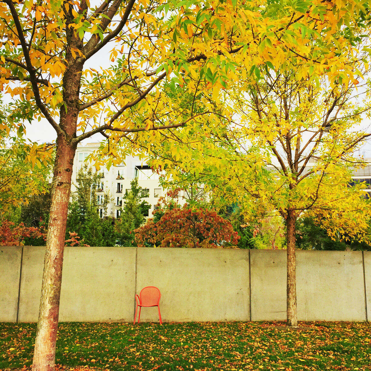 tree, autumn, yellow, change, growth, branch, leaf, season, built structure, building exterior, nature, plant, architecture, beauty in nature, flower, park - man made space, day, outdoors, fence, green color