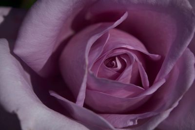 Close-up of pink rose