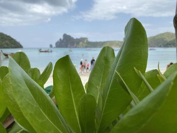 Close-up of plant by sea against sky