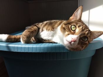Close-up portrait of a cat