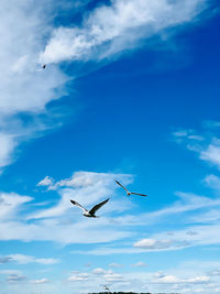 Low angle view of bird flying against sky