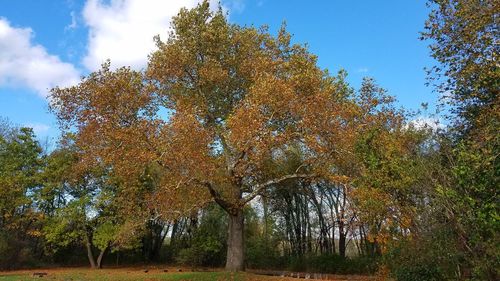 Low angle view of trees against sky during autumn