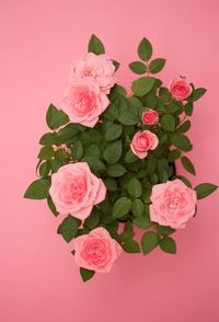 Close-up of pink roses against red background