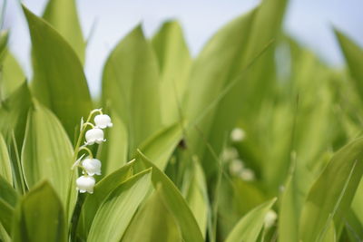 Close-up of white flowers