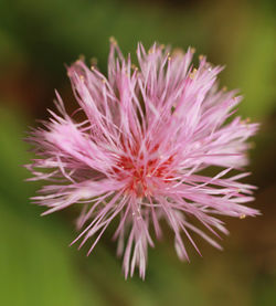 Close-up of pink flower