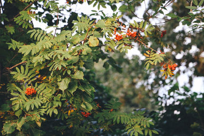 Fruits on tree