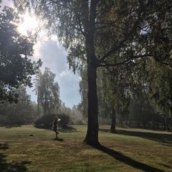 Trees on field against sky