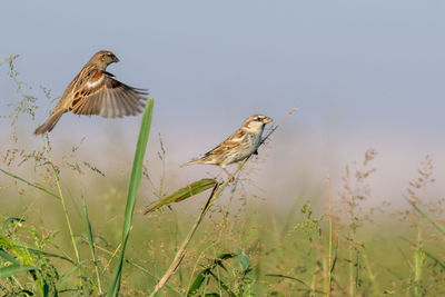 Bird perching on a plant