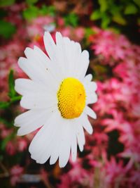 Close-up of pink flower