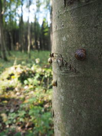 Close-up of tree trunk