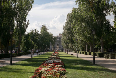 Trees in park