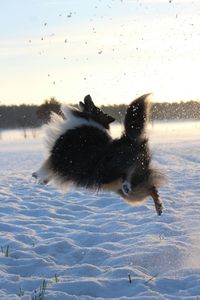 Dog in water splashing against sky
