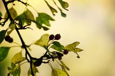 Close-up of leaves on plant
