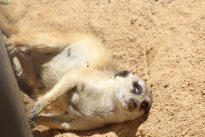 High angle view of animal lying on land