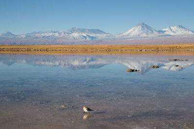 View of birds in lake against sky