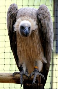 Close-up of owl perching in zoo