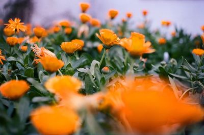 Close-up of yellow flower