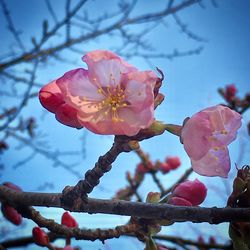 Close-up of pink cherry blossom