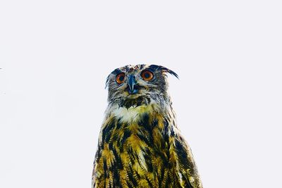 Low angle view of owl against white background