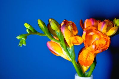 Close-up of orange flowers in vase against blue background