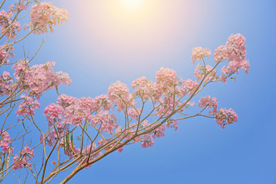 Low angle view of cherry blossoms against blue sky