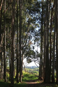 Trees in forest