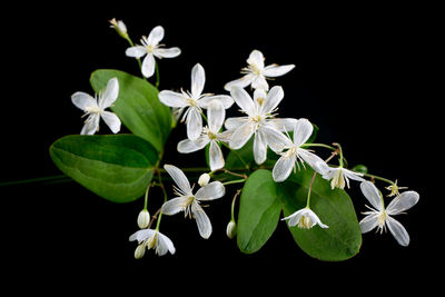 Close-up of white flowering plant against black background