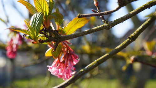 Close-up of yellow flowering plant