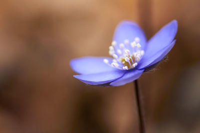 Close-up of purple crocus flower