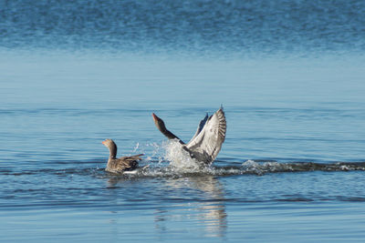 View of birds in water