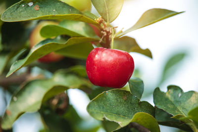 Acerola cherry on the tree with water drop, high vitamin c and antioxidant fruits.