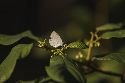 Close-up of butterfly on leaves