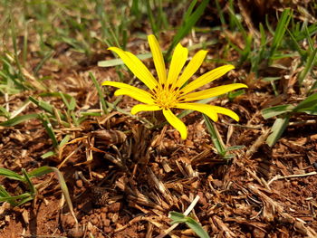 Close-up of yellow crocus flower on field