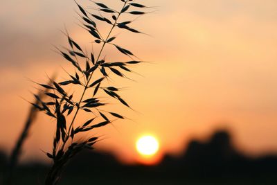 Close-up of plants at sunset