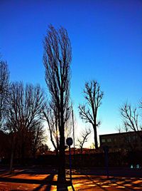 Bare trees against clear sky