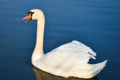 Swan floating on lake