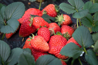 Close-up of strawberries