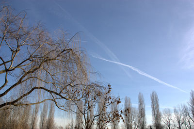 Low angle view of trees against blue sky