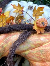 Close-up of flowering plant during autumn