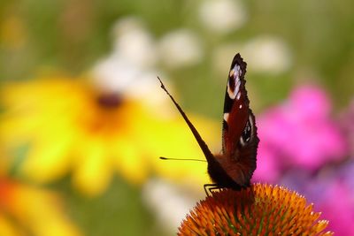Close-up of butterfly pollinating on flower