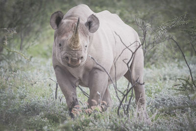 Rhinoceros standing on grassy field