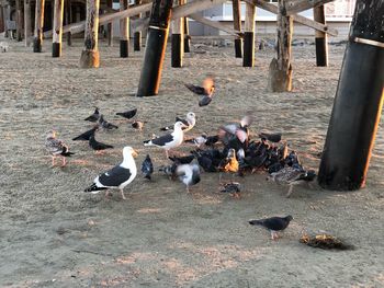 Birds in water