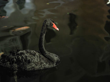 Swan swimming in lake