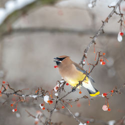 Close-up of bird perching on a tree