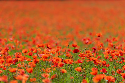 Close-up of red poppy flowers on field