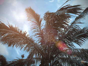 Low angle view of palm trees against sky