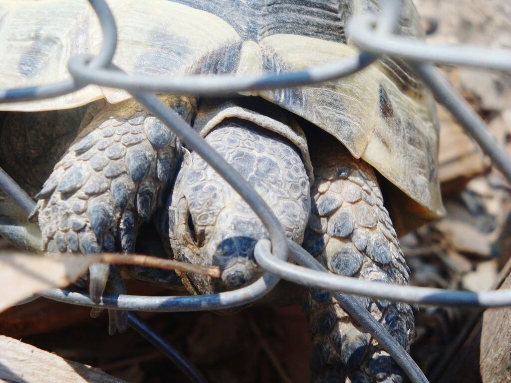 metal, close-up, rusty, strength, protection, chain, fence, metallic, safety, focus on foreground, security, rope, old, chainlink fence, tied up, day, outdoors, no people, detail, sunlight