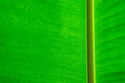 Full frame shot of green leaf